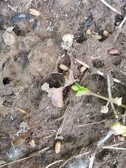 Lasius