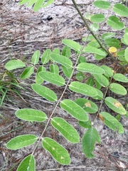 Amorpha paniculata