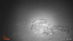 Bassariscus astutus flavus