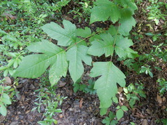 Toxicodendron radicans verrucosum