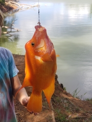 Amphilophus labiatus