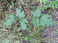 Toxicodendron radicans verrucosum