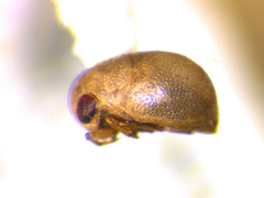 Neoplea striola