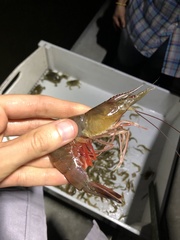 Penaeus aztecus