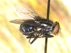 Cochliomyia minima