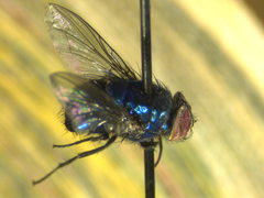 Lucilia fayeae