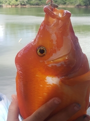 Amphilophus labiatus