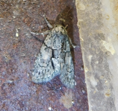 Cryphia fraudatricula