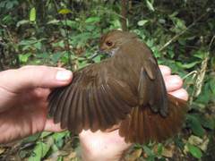 Pellorneum rostratum