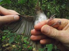 Pellorneum rostratum