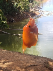 Amphilophus labiatus