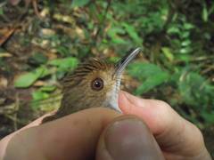 Pellorneum rostratum