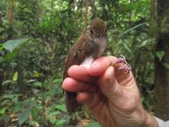 Pellorneum rostratum