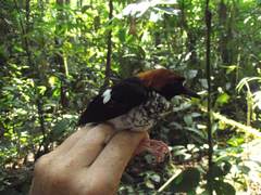 Enicurus ruficapillus