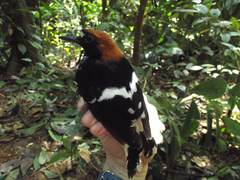 Enicurus ruficapillus