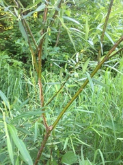 Salix pellita