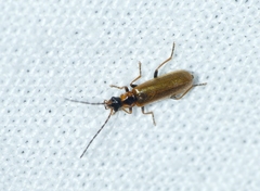 Rhagonycha nigriventris