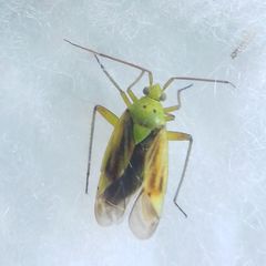 Closterotomus norwegicus