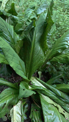 Lysichiton americanus