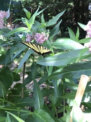 Asclepias incarnata incarnata