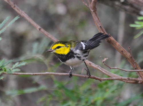Setophaga chrysoparia