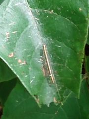 Epipaschia superatalis