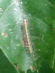 Epipaschia superatalis