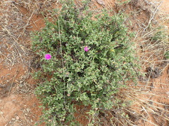 Drosanthemum karrooense