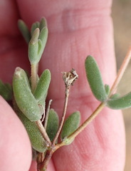 Drosanthemum karrooense