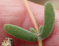 Drosanthemum karrooense