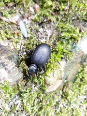 Cychrus italicus