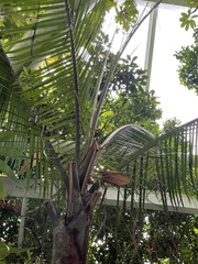 Dypsis leptocheilos