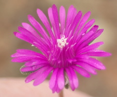 Drosanthemum karrooense