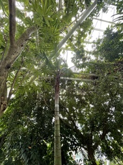 Dypsis leptocheilos