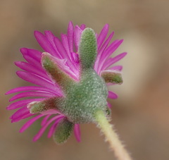 Drosanthemum karrooense