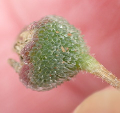 Drosanthemum karrooense