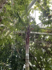 Dypsis leptocheilos