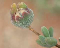 Drosanthemum karrooense