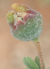 Drosanthemum karrooense