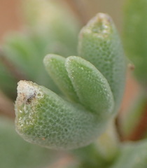 Drosanthemum karrooense