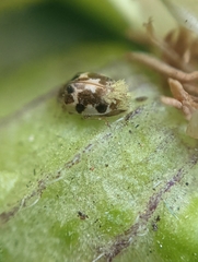 Psyllobora vigintimaculata