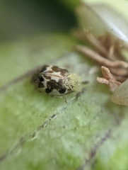 Psyllobora vigintimaculata