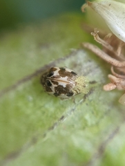 Psyllobora vigintimaculata