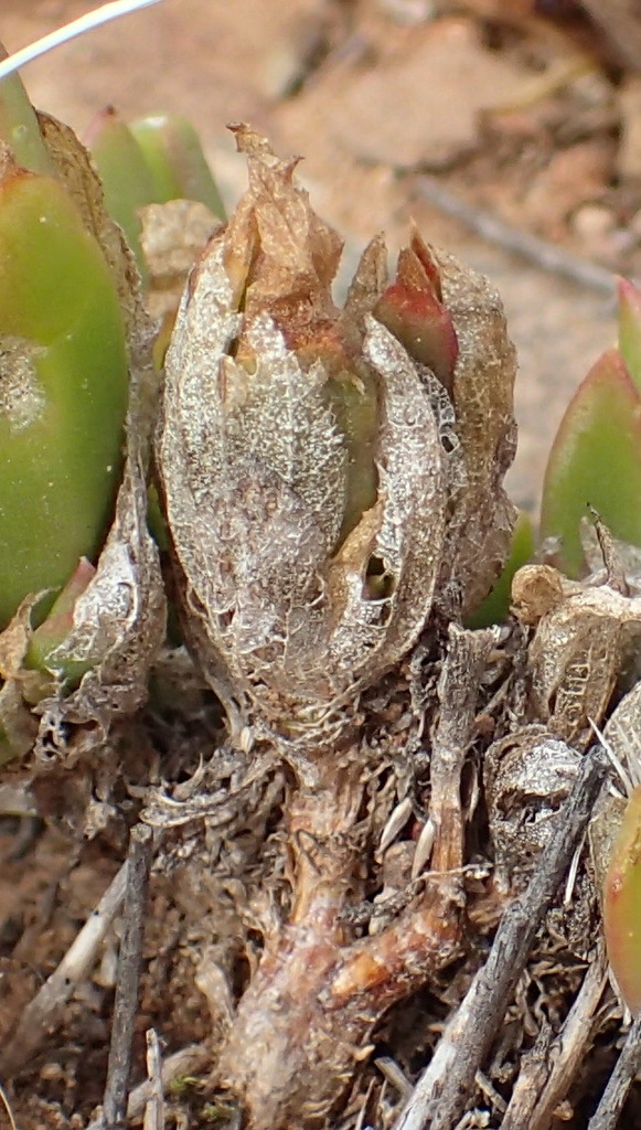 Mesembryanthemum emarcidum, R329, Western District, South Africa