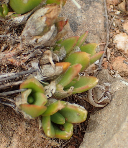 Mesembryanthemum emarcidum