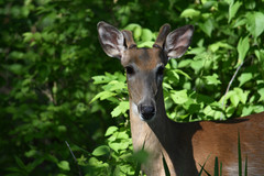 Odocoileus virginianus