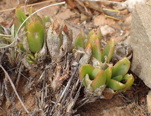 Mesembryanthemum emarcidum