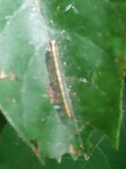 Epipaschia superatalis