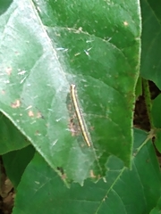 Epipaschia superatalis