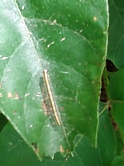 Epipaschia superatalis